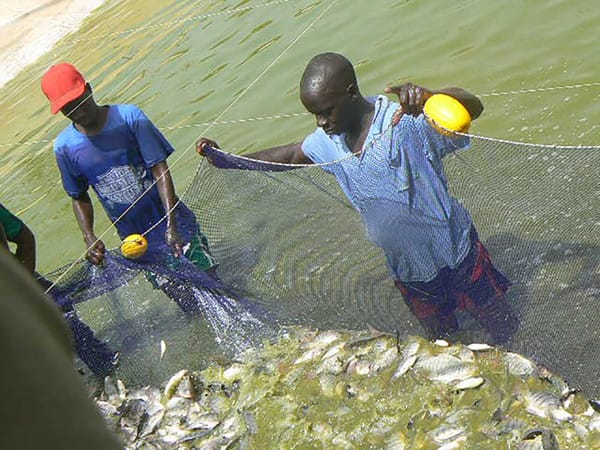 Fish farming training in Senegal » Senegal Ndiaye